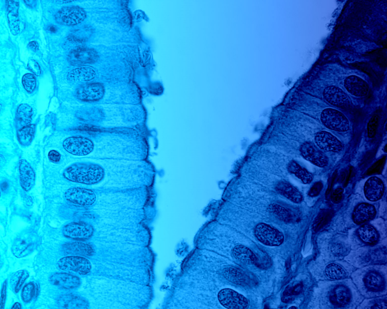 pelobiotech-gmbh-microscopic-photograph-of-cells-jose-luis-calvo.jpg